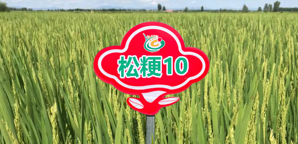 松粳10